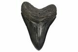 Fossil Megalodon Tooth - South Carolina #297426-1